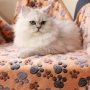 Dog Puppy Cat Paw Fleece Pet Blanket Throw for Dog Fluffy Premium
