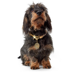 Wholesale Unique Soft Dog Collar With Custom Pet Dog Cat ID Tag