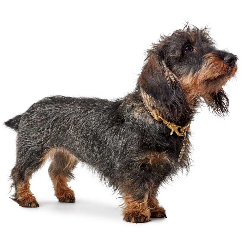 Wholesale Unique Soft Dog Collar With Custom Pet Dog Cat ID Tag