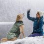 Abrigos de invierno para perros, ropa para perros para clima frío, chaqueta cálida a prueba de viento de estilo británico para perros para abrigos de invierno