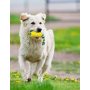 Corn Toys Dog Chew Toys Puppy Toothbrush Clean Teeth For Squeaky Interactive Dog Toys Indoor Or Outdoor Use