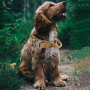 Nylon Tactical Dog Collar for Military Training with Control Handle Adjustable Pet Dog Collar
