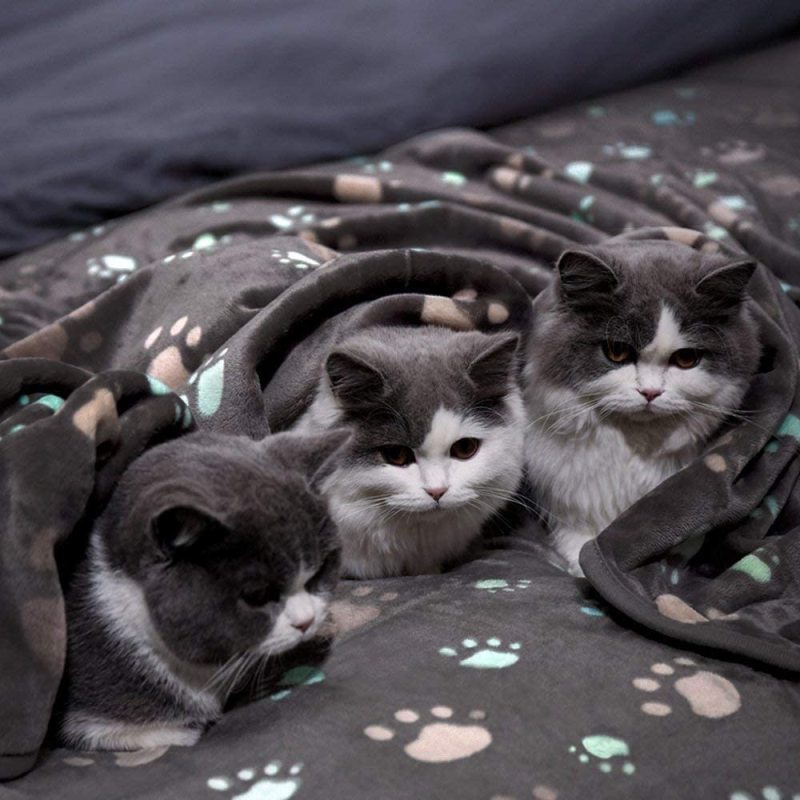 Super Soft and Premium Fuzzy Flannel Fleece Pet Dog Blanket, The Cute Print Design Washable Fluffy Blanket for Puppy Cat Kitten