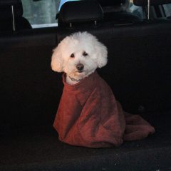 Towelling Dog Bag with Microfiber,Fast Drying Blanket for Shower,Quickly Removes Water Mud and Dirt-Extra Absorbent Towel