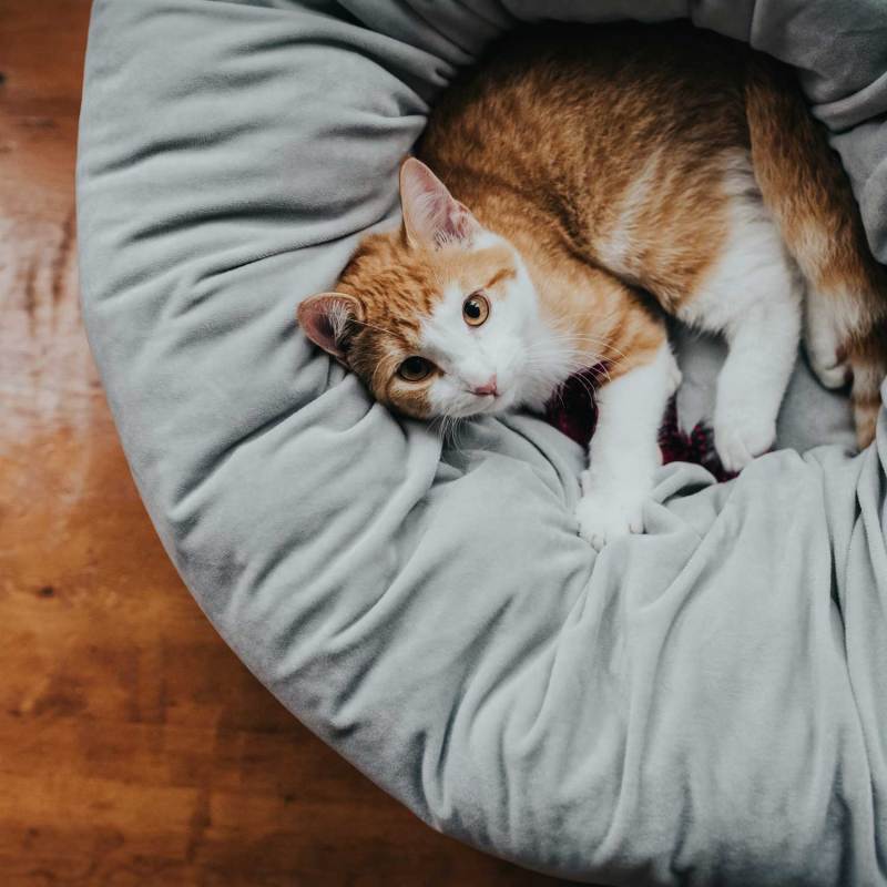 Round Donut Cat and Dog Cushion Bed Super Soft Durable Fabric Pet Beds