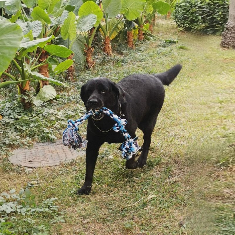 Dog Rope Toy for Large Dogs Tough Indestructible  Heavy Duty Cotton Rope Chew Toys