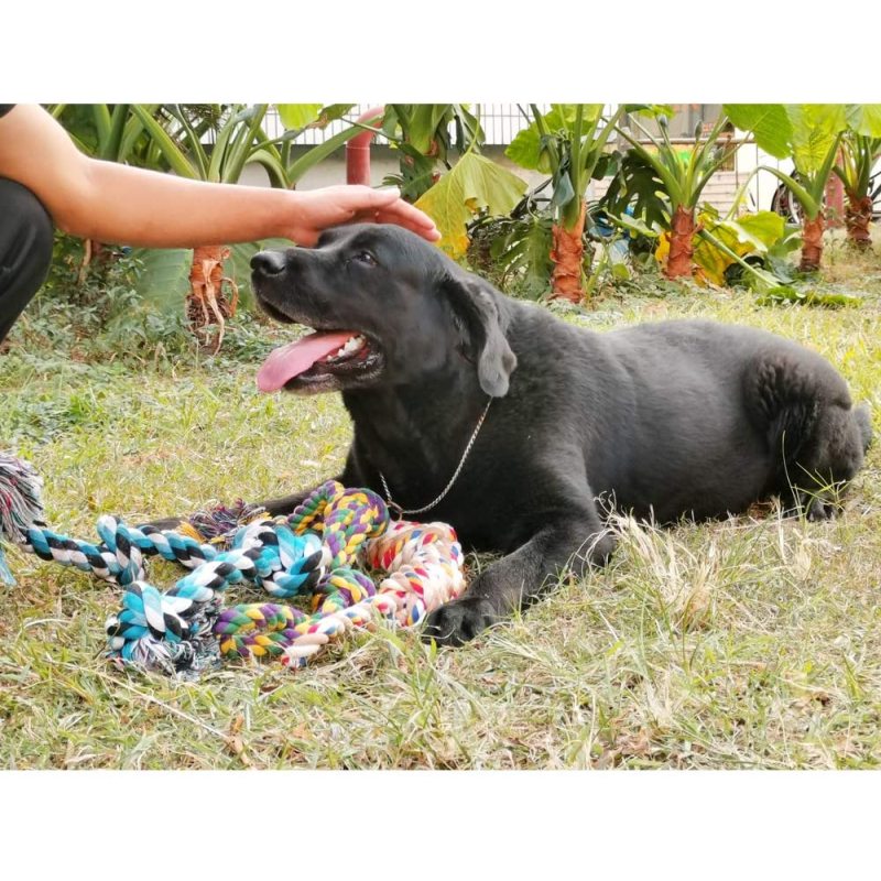 Dog Rope Toy for Large Dogs Tough Indestructible  Heavy Duty Cotton Rope Chew Toys