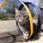2 Packs for Indoor and Outdoor Cat Play House Cat Play Tunnel Easy to Connect with Two Zipper Doors