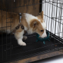 Dog Crate Furniture Decorative Dog Kennel Wooden Pet Furniture with Pull-out Tray
