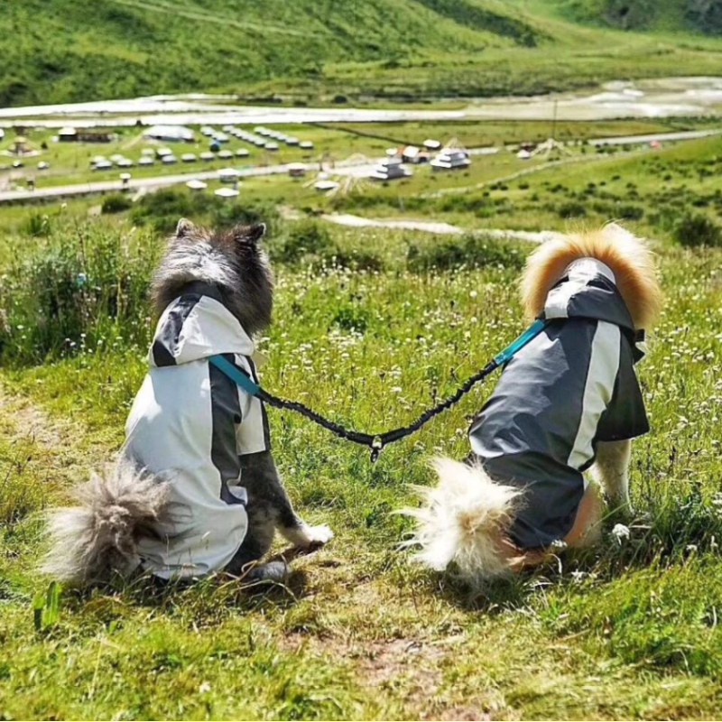 Double Leash Dog Walking Training Retraction Rope Double Dog Leash Reflective Detachable Pet Dog Bungee Elastic Double Leash