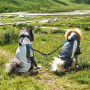 Double Leash Dog Walking Training Retraction Rope Double Dog Leash Reflective Detachable Pet Dog Bungee Elastic Double Leash