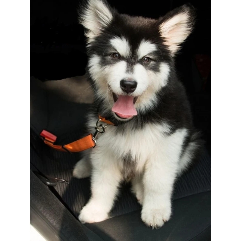 Keep Safety  Pet Car Seat Belt In the Car For Pet Drive to Out side