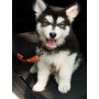 Keep Safety  Pet Car Seat Belt In the Car For Pet Drive to Out side
