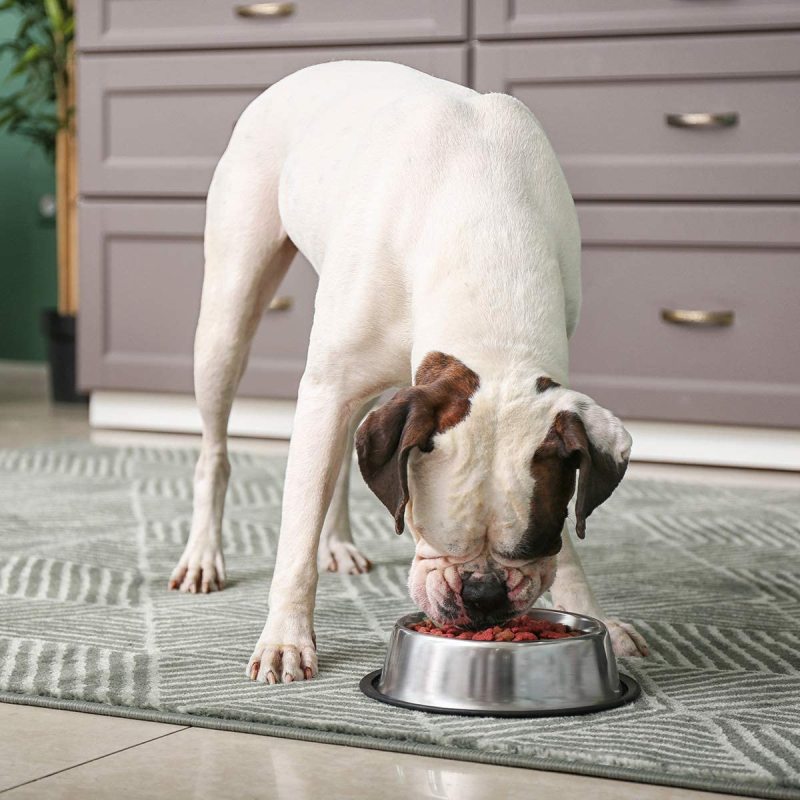 Stainless Steel Dog Bowl with Rubber Base for Food and Water Pet Food