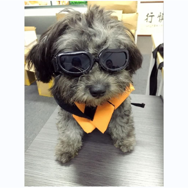 Windproof Motorcycle Pet Small Dog Sunglasses for Puppy Cat Eyes Protective