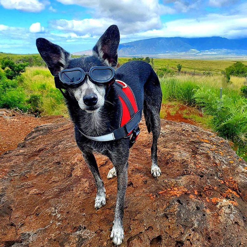 Windproof Motorcycle Pet Small Dog Sunglasses for Puppy Cat Eyes Protective