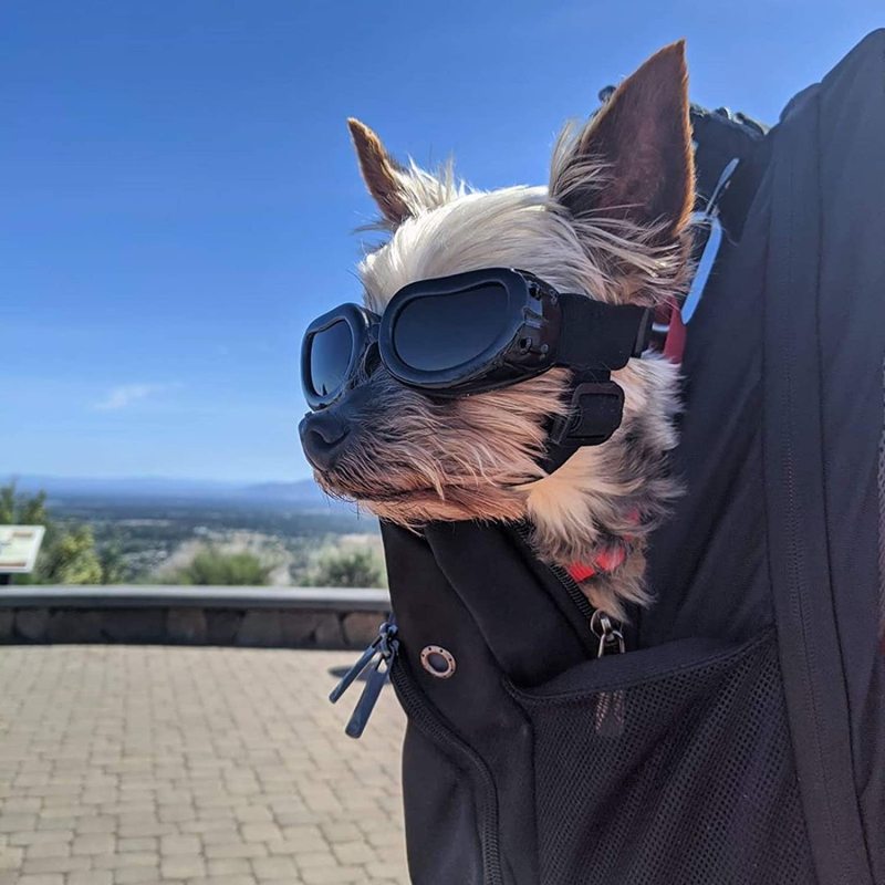 Windproof Motorcycle Pet Small Dog Sunglasses for Puppy Cat Eyes Protective