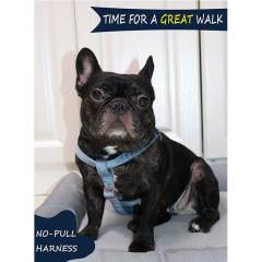 Wholesale Custom No Pull Dog Halter Harness Adjustable Heavy Duty Strong Velvet Dog Harness For Small Medium Large Dogs