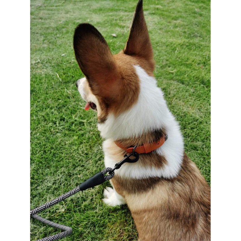 Soft Padded Handle Thick Lead Rope Dog Leash For Puppy