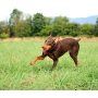 Ultra Ball for Dog Play