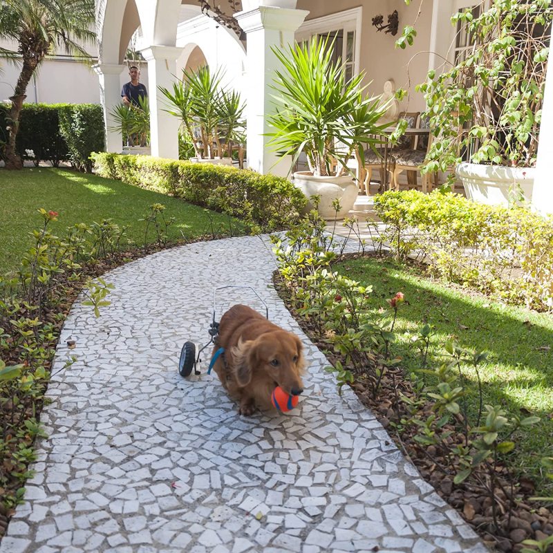Ultra Ball for Dog Play