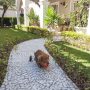 Ultra Ball for Dog Play