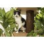Large Square Cat Condo Cat Tree Activity Tree in Ever Green