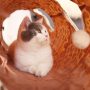 Plush Leopard Printed Single Pass Cat Tunnel Tickling Paper Soft Collapsible Cat Tunnel Pet Cat Toy