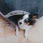 Cat house winter warm closed cat house villa dog house