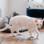 Pet Cave Bed Cat Bed for Indoor Cats Machine Washable Cat Beds