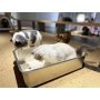Stainless Steel Cat Litter Box, Large Metal Litter Box for Cats Rabbits, Never Absorbs Odors,Stain Free, Rustproof, Non Stick