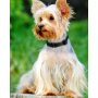 Breathable Nylon Pet Collar Adjustable Dog Collar