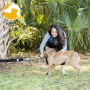 Amazon Top Selling Flirt Pole For Dogs Retractable Dog Teaser Wand With Interactive Dog Training Toys