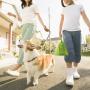 Dog Poop Bag Compostable Printed Corn Starch Plastic Dog Poop Waste Bag