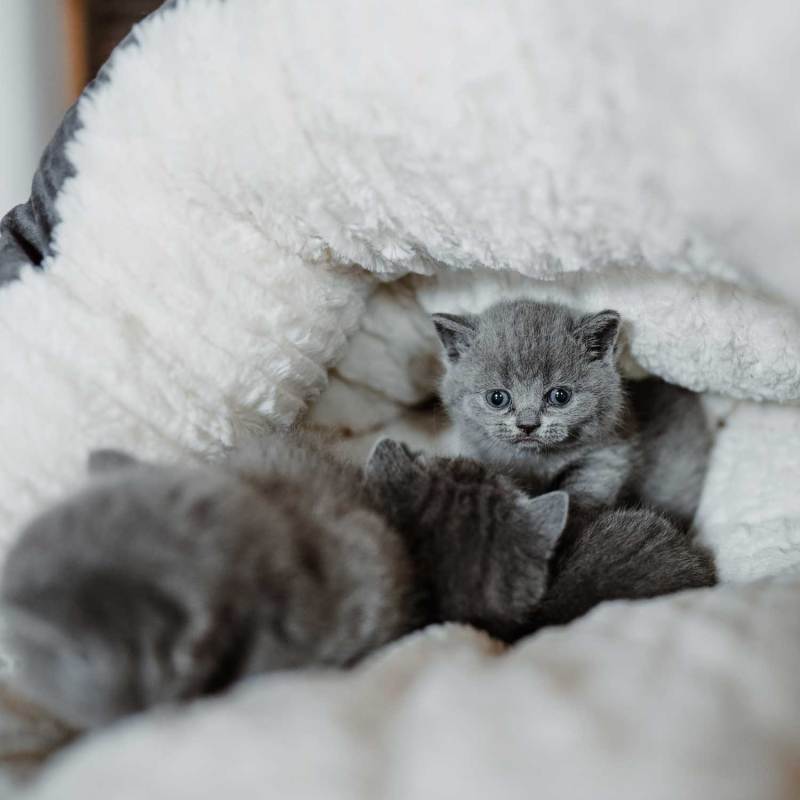 Small Dog Bed for Small Dogs Round Pet Bed for Puppy and Kitten