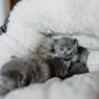 Small Dog Bed for Small Dogs Round Pet Bed for Puppy and Kitten
