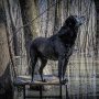 Final Stand Adjustable Dog Training Platform Elevated Pet Training System for Place  Agility Steadiness Training