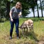 Final Stand Adjustable Dog Training Platform Elevated Pet Training System for Place  Agility Steadiness Training