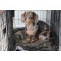 Superb Puppy Dog Blanket Premium Waterproof Cat & Dog Blanket with Wick Quick