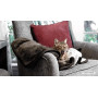 Superb Puppy Dog Blanket Premium Waterproof Cat & Dog Blanket with Wick Quick