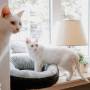 Dog and Cat Bed for Small Dogs Washable Round Cat Beds for Indoor Cats
