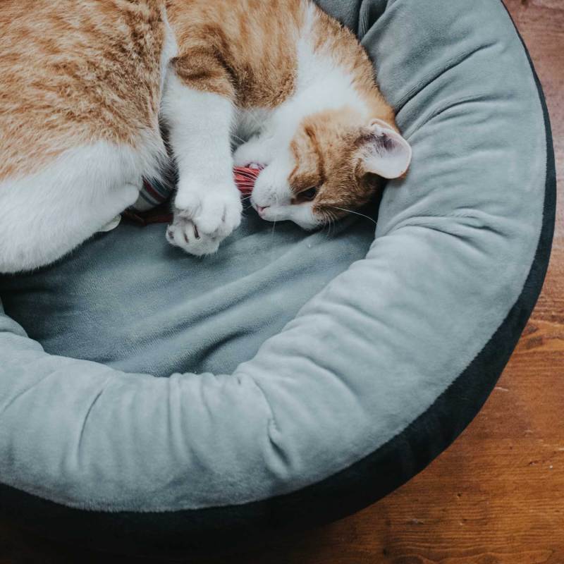 Dog and Cat Bed for Small Dogs Washable Round Cat Beds for Indoor Cats