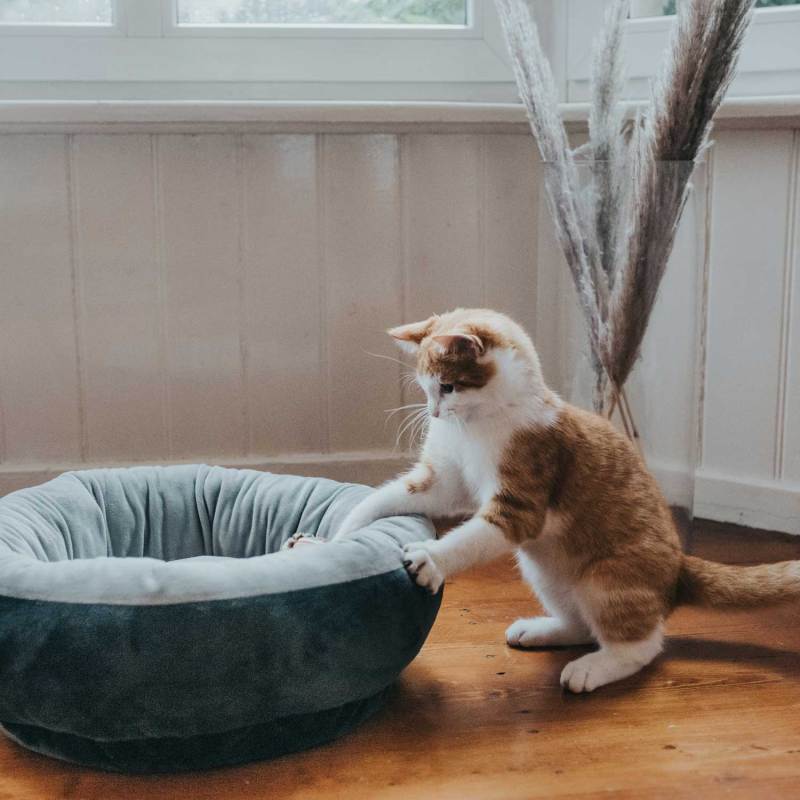 Dog and Cat Bed for Small Dogs Washable Round Cat Beds for Indoor Cats