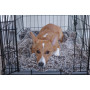 Ultimate Puppy Pet Blanket Water Resistant Sherpup Dog Blanket Made of Cozy