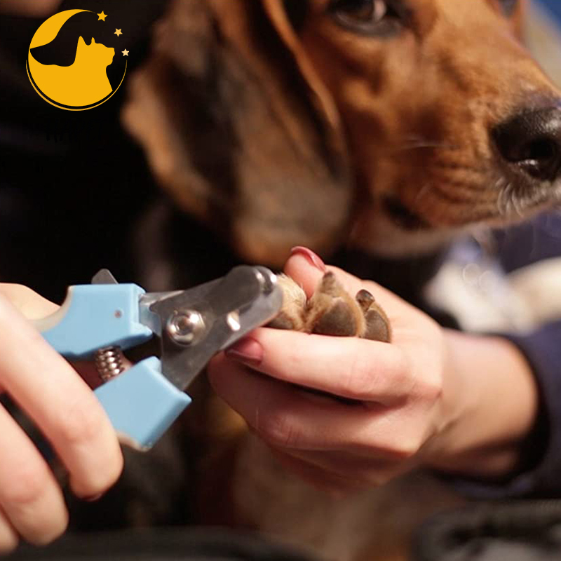 Dog Nail Scissor for Medium and Large Sized Dogs Nail Scissor for Dogs with Nail File Stainless Steel