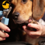 Dog Nail Scissor for Medium and Large Sized Dogs Nail Scissor for Dogs with Nail File Stainless Steel