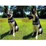 Amazon Black Dog Collar Luxury for Large Dogs Heavy Duty Polyester Tactical Dog Collar