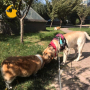 Dog Poop Waste Bag Holder Dispenser with LED Flashlight Pet Products