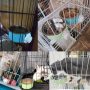 Hanging Pet Cage Removable Stainless Steel Bowl Water Feeder for Cat