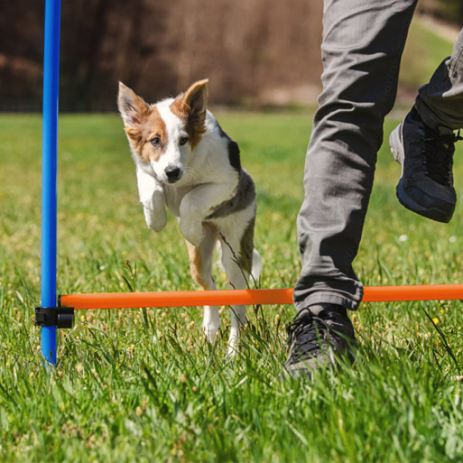 og Agility Equipment - Dog Jumping Hurdles Dog Obstacle Course Agility Set, Dog Agility Training Equipment